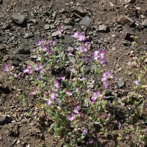 Collinsia bartsiifolia var. davidsonii