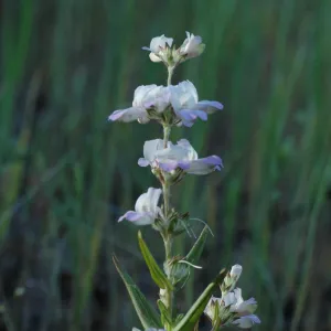 Collinsia heterophylla