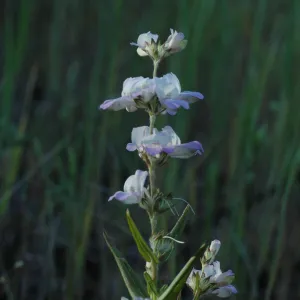 Collinsia heterophylla