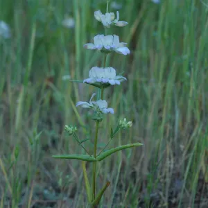 Collinsia heterophylla