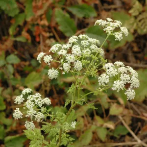 Conium maculatum