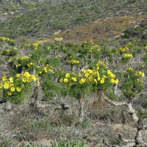 Coreopsis gigantea