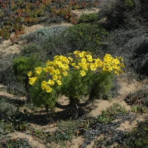 Coreopsis gigantea