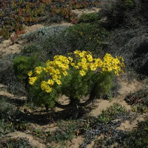 Coreopsis gigantea