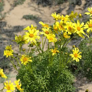 Coreopsis gigantea