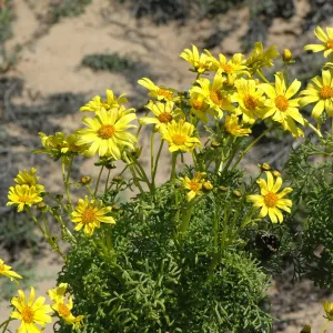 Coreopsis gigantea