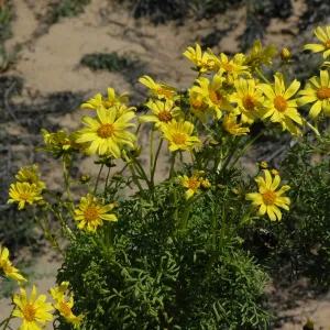 Coreopsis gigantea