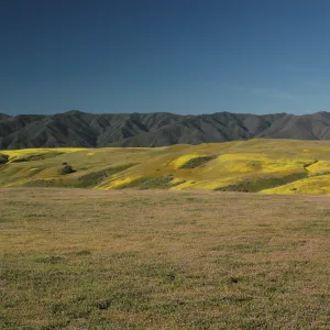 Cuyama Valley wildflower display