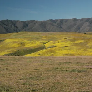 Cuyama Valley wildflower display