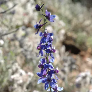 Delphinium umbraculorum