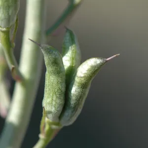 Delphinium umbraculorum