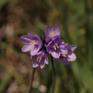 Dichelostemma capitatum
