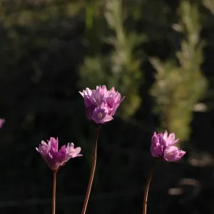 Dichelostema capitatum