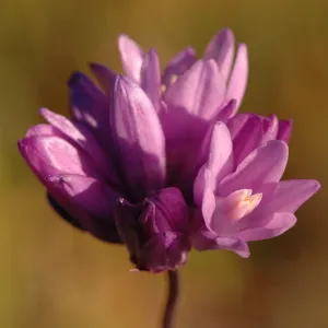 Dichelostemma capitatum