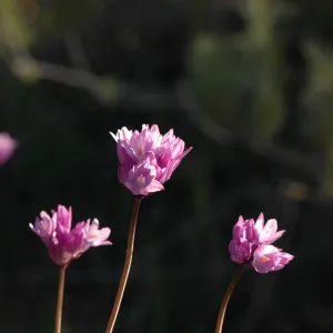 Dichelostemma capitatum
