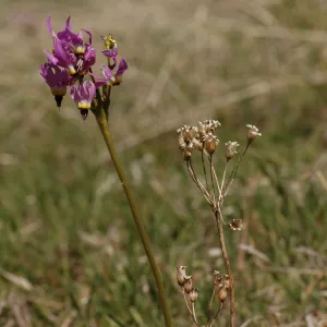 Dodecatheon clevelandii