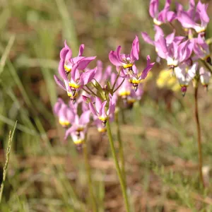 Dodecatheon clevelandii