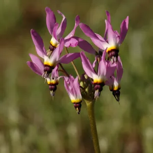 Dodecatheon clevelandii