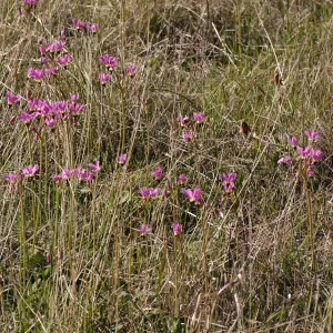 Dodecatheon clevelandii