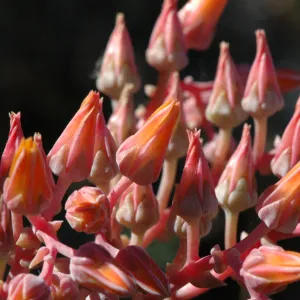 Dudleya lanceolata