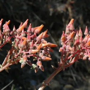 Dudleya lanceolata