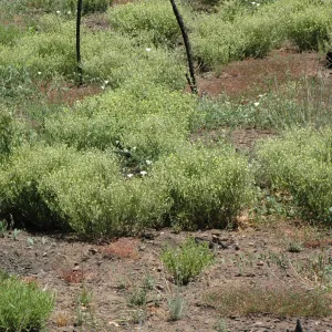 Emmenanthe penduliflora var. penduliflora