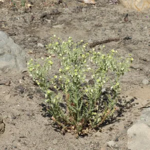 Emmenanthe penduliflora var. penduliflora