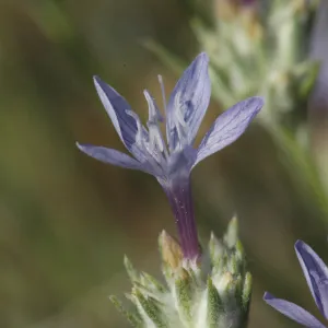 Eriastrum densifolium ssp. elongatum