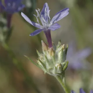 Emmenanthe penduliflora var. penduliflora