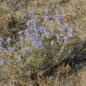 Eriastrum densifolium ssp. elongatum