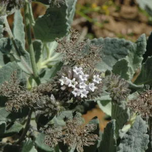 Eriodictyon traskiae