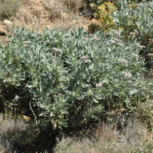 Eriodictyon traskiae