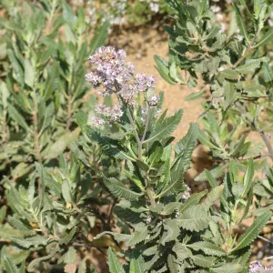 Eriodictyon trichocalyx