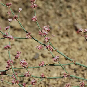 Eriogonum cithariforme (Cithara Buckwheat)