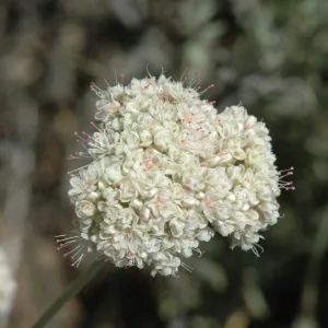 Eriogonum fasciculatum var. foliolosum