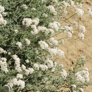 Eriogonum fasciculatum var. foliolosum