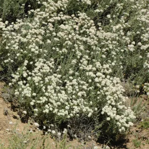 Eriogonum fasciculatum var. foliolosum