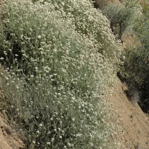 Eriogonum fasciculatum var. foliolosum