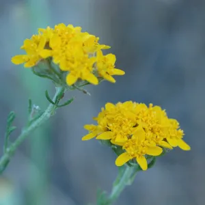Eriophyllum confertiflorum