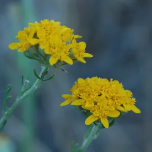 Eriophyllum confertiflorum