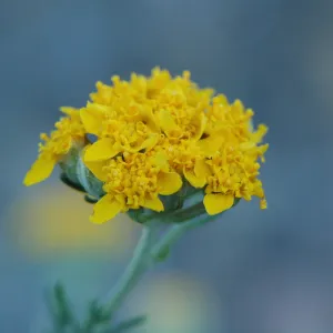 Eriophyllum confertiflorum