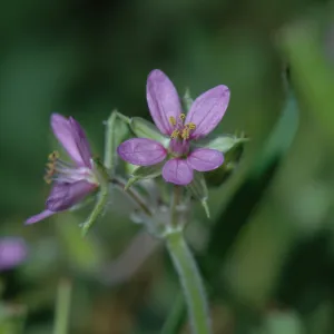 Erodium cicultarium