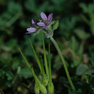 Erodium cicultarium