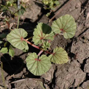 Erodium macrophyllum