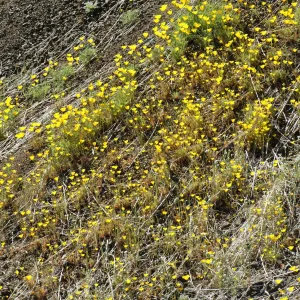 Eschscholtzia caespitosa