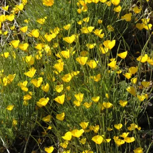 Eschscholtzia caespitosa