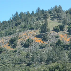 Figueroa Mountain wildflower display