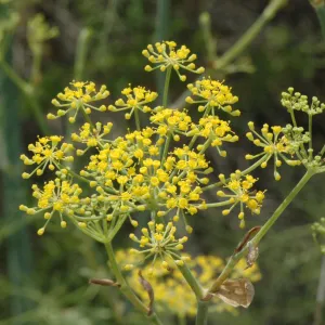 Foeniculum vulgare