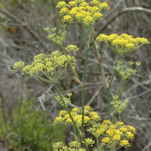 Foeniculum vulgare