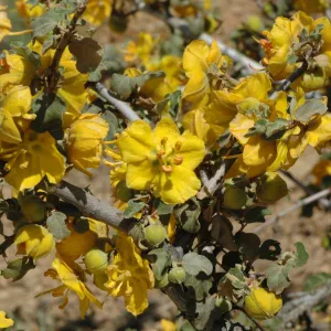 Fremontodendron californicum